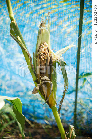 動物に食べられたトウモロコシ 122202755