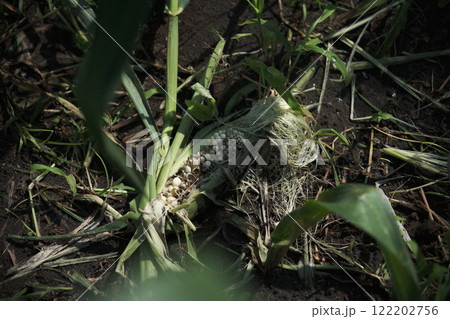 食害にあうトウモロコシ 122202756