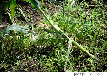 荒らされた畑のトウモロコシ 122202758