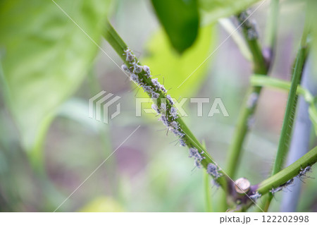 ピーマンにいるカメムシの幼虫 122202998