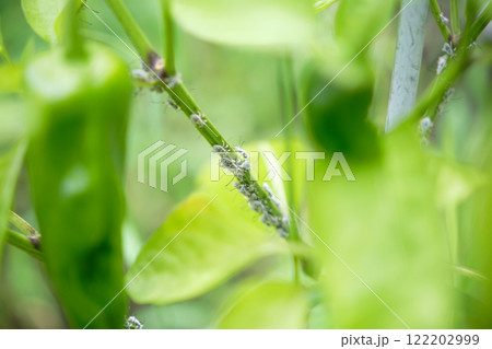 ピーマンの茎にいる害虫のカメムシ ピーマンの茎にいる害虫のカメムシ 122202999