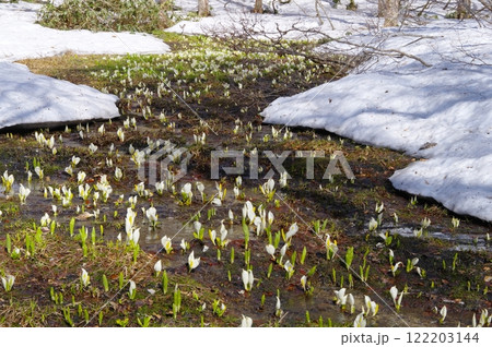 尾瀬ヶ原の水芭蕉 尾瀬ヶ原の水芭蕉 122203144