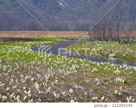 尾瀬ヶ原の水芭蕉 尾瀬ヶ原の水芭蕉 122203145