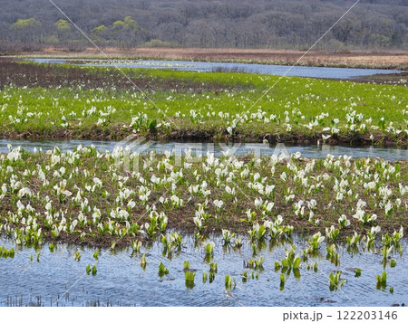 尾瀬ヶ原の水芭蕉 122203146