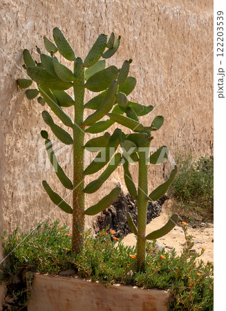Cacti growing on a street, La Gracciosa, Spain Cacti growing on a street, La Gracciosa, Spain 122203539
