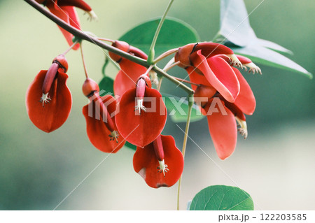 赤い花が咲くデイゴの木 122203585