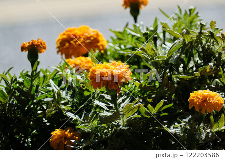 脇道に咲くマリーゴールドの花 122203586