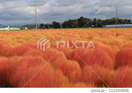 芳賀町東高橋　コキア 122203608