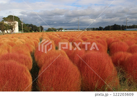 芳賀町東高橋　コキア 122203609
