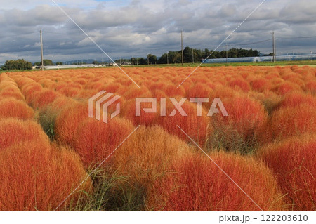 芳賀町東高橋 コキア 芳賀町東高橋 コキア 122203610