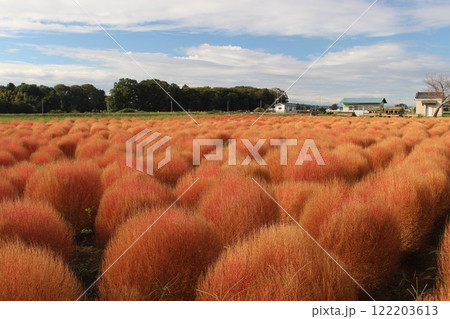 芳賀町東高橋　コキア 122203613