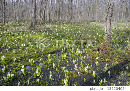 戸隠高原の水芭蕉 戸隠高原の水芭蕉 122204034