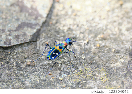カラフルで綺麗なハンミョウ 122204042