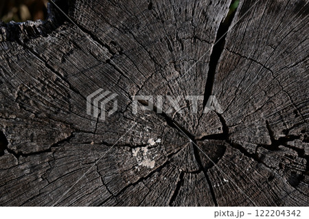 古い切り株の年輪 122204342