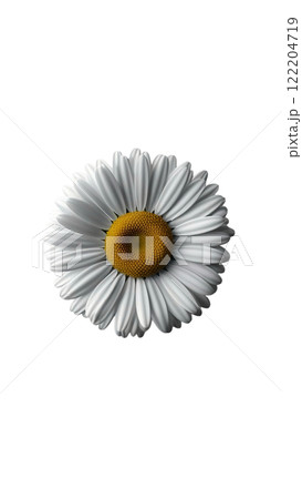 a single daisy flower with white petals and a bright yellow center, isolated on a white background a single daisy flower with white petals and a bright yellow center, isolated on a white background 122204719