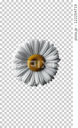 a single daisy flower with white petals and a bright yellow center, isolated on a white background a single daisy flower with white petals and a bright yellow center, isolated on a white background 122204719
