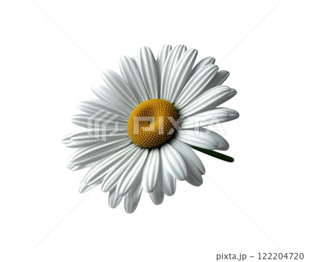 a single daisy flower with white petals and a bright yellow center, isolated on a white background a single daisy flower with white petals and a bright yellow center, isolated on a white background 122204720