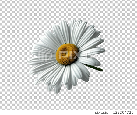 a single daisy flower with white petals and a bright yellow center, isolated on a white background a single daisy flower with white petals and a bright yellow center, isolated on a white background 122204720