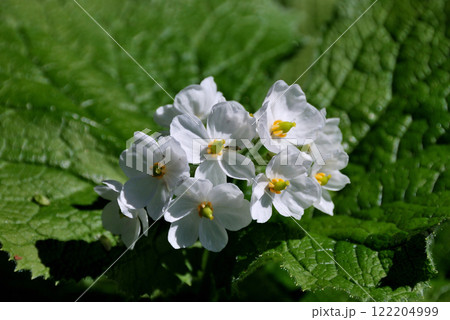 【長野県・栂池自然園】サンカヨウ（山荷葉） 122204999