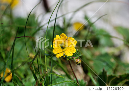 【長野県・木曽駒ヶ岳】ミヤマダイコンソウ(深山大根草) 【長野県・木曽駒ヶ岳】ミヤマダイコンソウ(深山大根草) 122205004