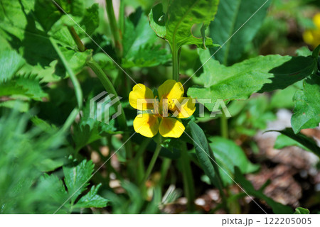 【長野県・木曽駒ヶ岳】ミヤマキンバイ（深山金梅） 122205005