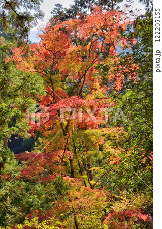 鞍馬寺の紅葉 122205155