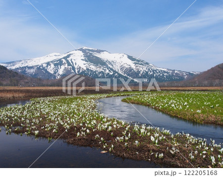 水芭蕉咲く尾瀬ヶ原と残雪の景鶴山 122205168