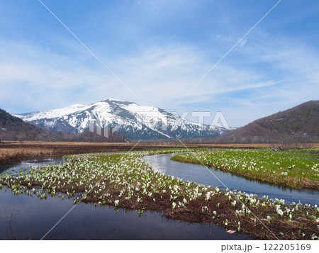 水芭蕉咲く尾瀬ヶ原と残雪の景鶴山 122205169