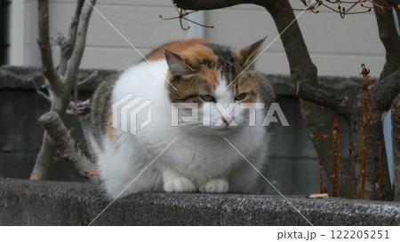 三毛猫 122205251