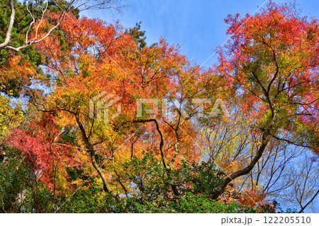 鞍馬寺の紅葉 鞍馬寺の紅葉 122205510