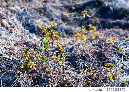 枯草の中から出てきたノイバラの新芽 122205572