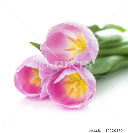 Close-up pink tulips on white Close-up pink tulips on white 122205804