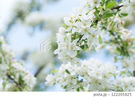 Apple tree blossoms on the tree under blue sky, Apple tree blossoms on the tree under blue sky, 122205825