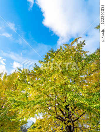 色づき始めたイチョウと秋晴れの空 122205858