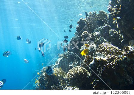 Underwater Scene With Coral Reef 122206095