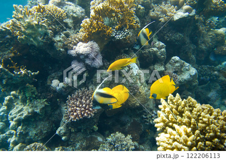 Underwater Scene With Coral Reef 122206113