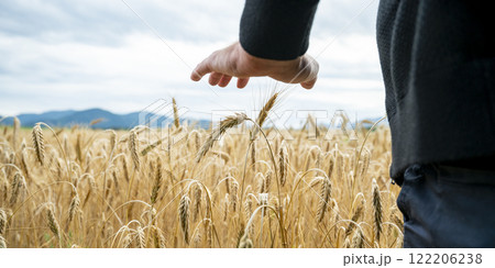 Hand of a farmer gently touching golden wheat field 122206238