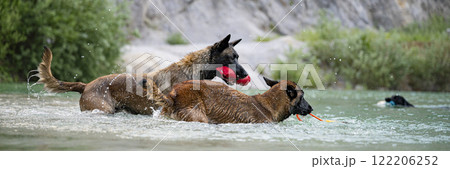Purebred belgian shepherds retrieving toys from the lake Purebred belgian shepherds retrieving toys from the lake 122206252