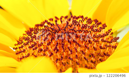 close-up highlights the intricate patterns and vibrant colors of a sunflower's florets, showcasing the natural beauty of its geometric symmetry. 122206496