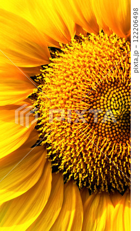 beautifully captures the vibrant yellow hues and symmetrical structure of a sunflower, radiating energy and life. beautifully captures the vibrant yellow hues and symmetrical structure of a sunflower, radiating energy and life. 122206498