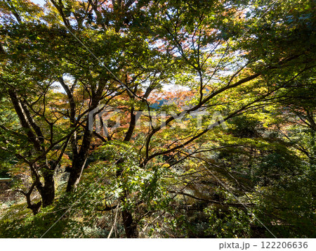 紅葉が始まった木々 122206636