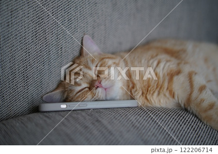 スマホを枕にする猫 122206714