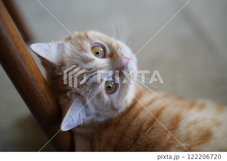 あざとい猫 122206720