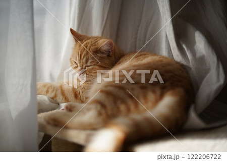 ひなたぼっこする猫 122206722