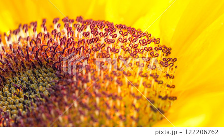 Extreme close-up of a sunflower's stamens, showcasing the intricate details and vibrant colors of the flower's center Extreme close-up of a sunflower's stamens, showcasing the intricate details and vibrant colors of the flower's center 122206762