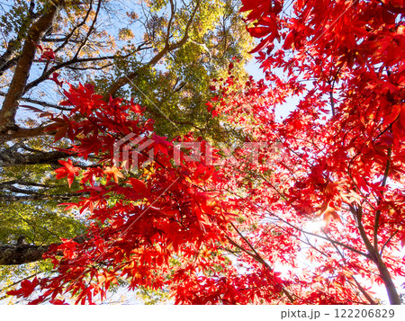 鮮やかに真っ赤に色づいた紅葉 122206829