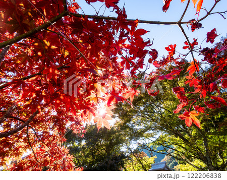 鮮やかに真っ赤に色づいた紅葉 鮮やかに真っ赤に色づいた紅葉 122206838