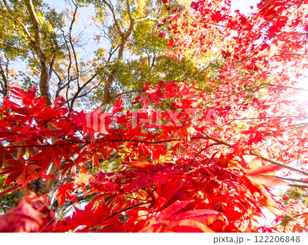 鮮やかに真っ赤に色づいた紅葉 鮮やかに真っ赤に色づいた紅葉 122206848