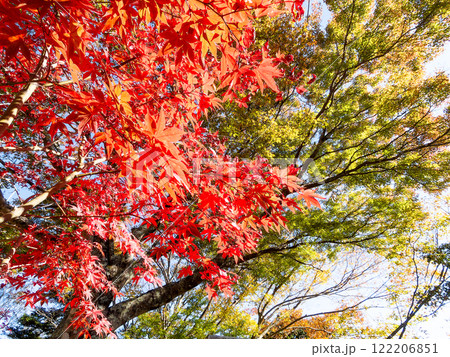 鮮やかに真っ赤に色づいた紅葉 122206851