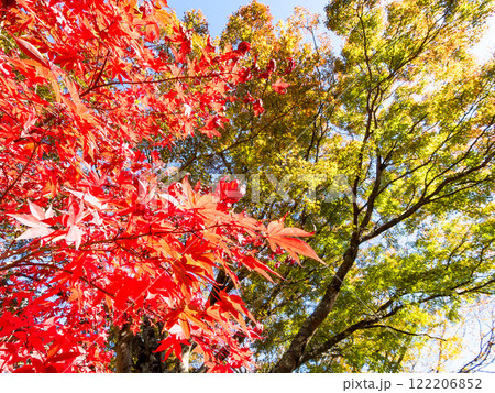 鮮やかに真っ赤に色づいた紅葉 122206852